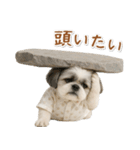 ネガティブな癒しシーズー（個別スタンプ：38）