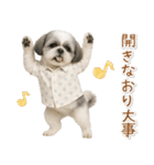 ネガティブな癒しシーズー（個別スタンプ：40）