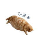 毎日使える実写ネコ【挨拶・連絡】（個別スタンプ：13）