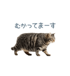 毎日使える実写ネコ【挨拶・連絡】（個別スタンプ：19）