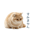 毎日使える実写ネコ【挨拶・連絡】（個別スタンプ：21）