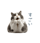 毎日使える実写ネコ【挨拶・連絡】（個別スタンプ：25）