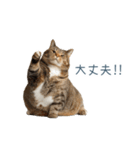 毎日使える実写ネコ【挨拶・連絡】（個別スタンプ：28）