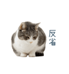 毎日使える実写ネコ【挨拶・連絡】（個別スタンプ：29）