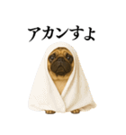 【関西弁】毎日使えるリアルなパグ（個別スタンプ：5）