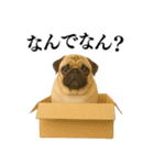 【関西弁】毎日使えるリアルなパグ（個別スタンプ：7）