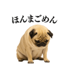 【関西弁】毎日使えるリアルなパグ（個別スタンプ：8）