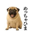 【関西弁】毎日使えるリアルなパグ（個別スタンプ：13）