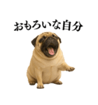【関西弁】毎日使えるリアルなパグ（個別スタンプ：14）