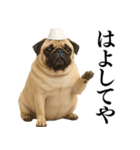 【関西弁】毎日使えるリアルなパグ（個別スタンプ：17）