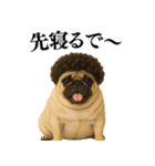 【関西弁】毎日使えるリアルなパグ（個別スタンプ：19）