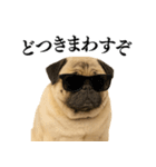 【関西弁】毎日使えるリアルなパグ（個別スタンプ：21）