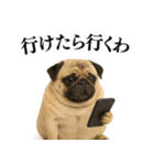 【関西弁】毎日使えるリアルなパグ（個別スタンプ：24）