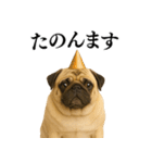 【関西弁】毎日使えるリアルなパグ（個別スタンプ：25）