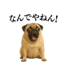 【関西弁】毎日使えるリアルなパグ（個別スタンプ：29）