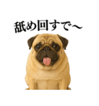 【関西弁】毎日使えるリアルなパグ（個別スタンプ：30）