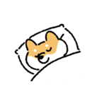 赤柴の毎日たのしい（個別スタンプ：24）