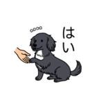 名前入りダックスロングブラックホワイト（個別スタンプ：6）