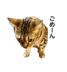 ベンガルのこけしちゃん フォトVer.2（個別スタンプ：3）