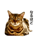 ベンガルのこけしちゃん フォトVer.2（個別スタンプ：5）
