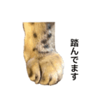 ベンガルのこけしちゃん フォトVer.2（個別スタンプ：8）