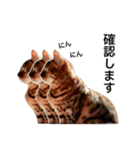 ベンガルのこけしちゃん フォトVer.2（個別スタンプ：9）
