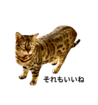 ベンガルのこけしちゃん フォトVer.2（個別スタンプ：11）