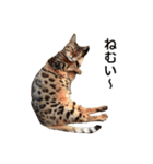 ベンガルのこけしちゃん フォトVer.2（個別スタンプ：12）