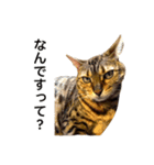 ベンガルのこけしちゃん フォトVer.2（個別スタンプ：13）