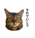 ベンガルのこけしちゃん フォトVer.2（個別スタンプ：16）