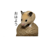 キンクマハムスターのおかかくん（個別スタンプ：6）