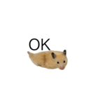 キンクマハムスターのおかかくん（個別スタンプ：7）