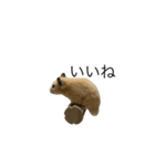 キンクマハムスターのおかかくん（個別スタンプ：8）