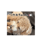 COCOAの日常アニメーションスタンプ（個別スタンプ：4）