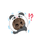 COCOAの日常アニメーションスタンプ（個別スタンプ：6）