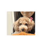 COCOAの日常アニメーションスタンプ（個別スタンプ：14）
