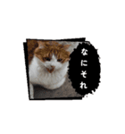 うちのnekkoたち（個別スタンプ：1）