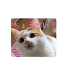 うちのnekkoたち（個別スタンプ：2）