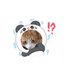 うちのnekkoたち（個別スタンプ：6）