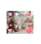 うちのnekkoたち（個別スタンプ：9）