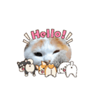 うちのnekkoたち（個別スタンプ：10）