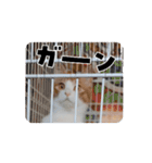うちのnekkoたち（個別スタンプ：12）