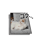 うちのnekkoたち（個別スタンプ：13）