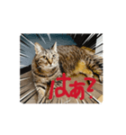 セブンにゃ（個別スタンプ：1）