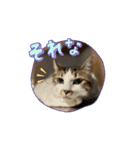 セブンにゃ（個別スタンプ：2）
