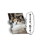 セブンにゃ（個別スタンプ：3）