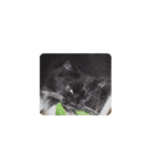 我が猫を見よ！ 劇場版（個別スタンプ：1）