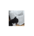我が猫を見よ！ 劇場版（個別スタンプ：2）