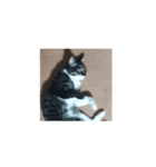 我が猫を見よ！ 劇場版（個別スタンプ：3）