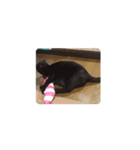 我が猫を見よ！ 劇場版（個別スタンプ：4）